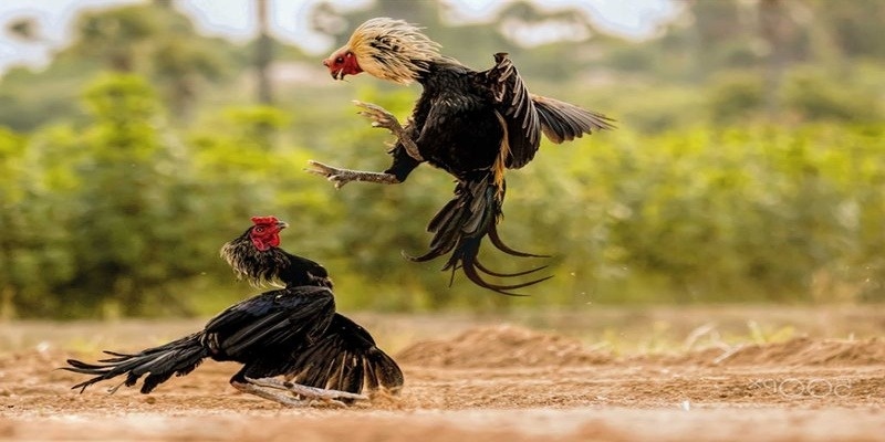 Chiến thuật chơi đá gà cho cao thủ