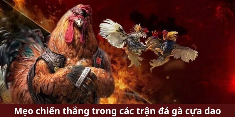 Mẹo chiến thắng trong các trận đá gà cựa dao