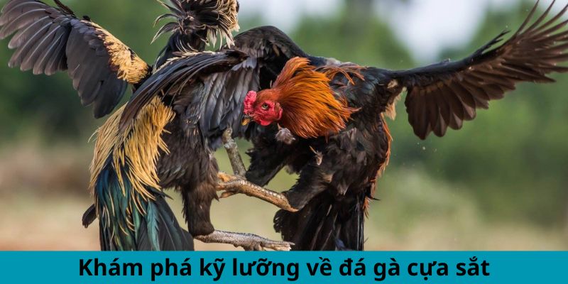 Khám phá kỹ lưỡng về đá gà cựa sắt